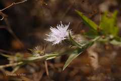 Tricholepis amplexicaulis